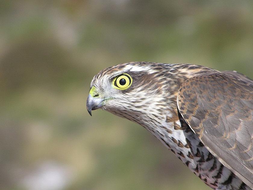 Eurasian Sparrowhawk, Sundre 20040917